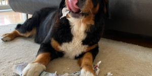 Beitragsbild des Blogbeitrags Dexters 6. Geburtstag
