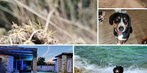 Beitragsbild des Blogbeitrags Urlaub Charlie in Kroatien