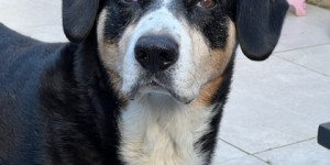 Beitragsbild des Blogbeitrags Ingo ist im Hundehimmel