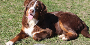 Beitragsbild des Blogbeitrags Eine junge Hündin stellt sich vor 