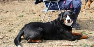 Beitragsbild des Blogbeitrags Ausbildungswoche für Hund und Halter