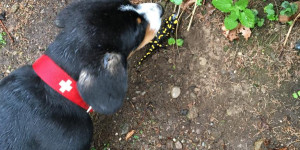 Beitragsbild des Blogbeitrags Einen Feuersalamander hab ich gefunden