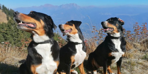 Beitragsbild des Blogbeitrags Zara, Josefine und Nele, die drei Grossen
