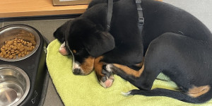 Beitragsbild des Blogbeitrags Das perfekte Familienmitglied