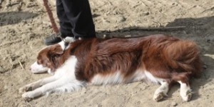 Beitragsbild des Blogbeitrags Die Ausbildungswoche …