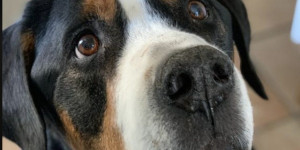 Beitragsbild des Blogbeitrags Wir trauern um Bruno 2011 – 2022