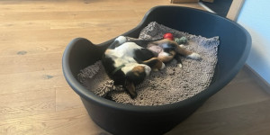 Beitragsbild des Blogbeitrags Nala hat sich bei uns gut eingelebt und genießt ihr Schläfchen  