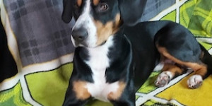 Beitragsbild des Blogbeitrags Ein ausgeglichener, liebevoller und treuer Begleiter