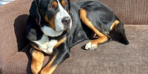 Beitragsbild des Blogbeitrags Master from Swiss Star ist im 10. LJ