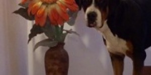 Beitragsbild des Blogbeitrags Zeitumstellung & Gassigehen! 