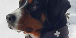 Beitragsbild des Blogbeitrags Saffron aus Italien