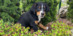 Beitragsbild des Blogbeitrags Holly im Glücksklee
