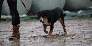 Beitragsbild des Blogbeitrags So ein SauWetter