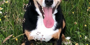 Beitragsbild des Blogbeitrags Ornella ist im Hundehimmel 2009 -2023