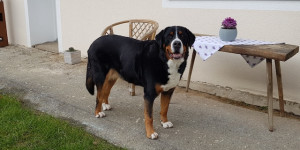 Beitragsbild des Blogbeitrags Grüße von Swissydog Saphira zum 11. Geburtstag!