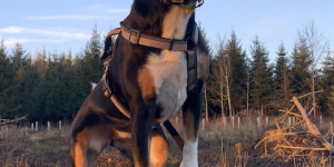 Beitragsbild des Blogbeitrags …heulend unter den Wölfen