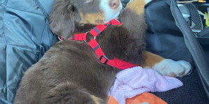 Beitragsbild des Blogbeitrags Buddy ist eine tägliche Bereicherung 