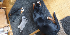 Beitragsbild des Blogbeitrags Akiras 10. Geburtstag am 26.03.2023 