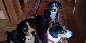 Beitragsbild des Blogbeitrags Der dreier Rudel
