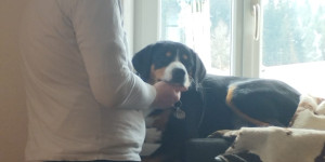 Beitragsbild des Blogbeitrags SHADOW der Entlebucher, der glücklich macht 