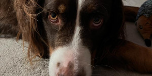 Beitragsbild des Blogbeitrags Ich bin am 29.4. bei der FrühlingsWanderung dabei 