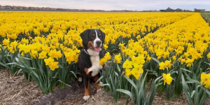 Beitragsbild des Blogbeitrags Gruß aus Nordholland