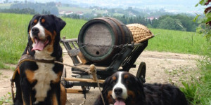 Beitragsbild des Blogbeitrags Rasten schadet nicht