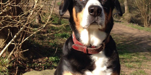 Beitragsbild des Blogbeitrags Cleo ist gestorben 2007- 2023