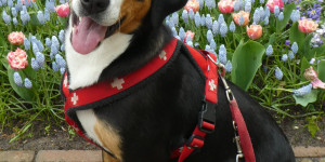 Beitragsbild des Blogbeitrags Tulpenpracht im Keukenhof in Niederlande