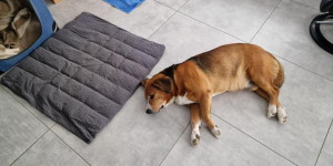 Beitragsbild des Blogbeitrags Wir suchen noch einen Swissydog Welpen