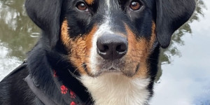 Beitragsbild des Blogbeitrags Holly ist ein Jahr alt