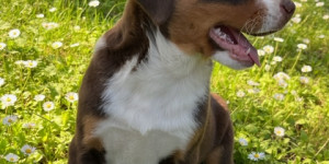 Beitragsbild des Blogbeitrags Yumi will beim Schlafen die Nähe spüren
