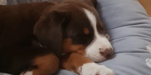 Beitragsbild des Blogbeitrags Wir sind mit Grace sehr gut zu Hause angekommen.
