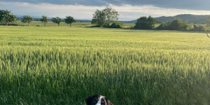 Beitragsbild des Blogbeitrags Elvis unser Schatz 