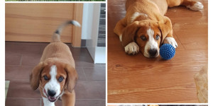 Beitragsbild des Blogbeitrags Unser Quiks wächst und gedeiht zu einem super lieben Hündchen.
