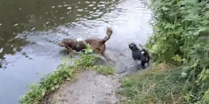 Beitragsbild des Blogbeitrags Heute gehen wir baden und Frauchen ist daheim :-)