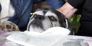 Beitragsbild des Blogbeitrags Yasu – ein Tatsachenbericht