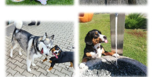 Beitragsbild des Blogbeitrags Spielen mit ihren Hundefreunden ist für sie das Größte. 
