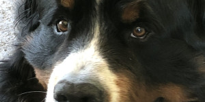 Beitragsbild des Blogbeitrags Diese Augen kommunizieren ❤️