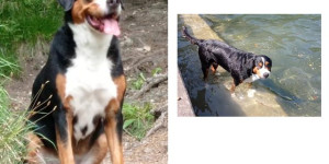 Beitragsbild des Blogbeitrags Betty aus Steinhaus, geb. 2014