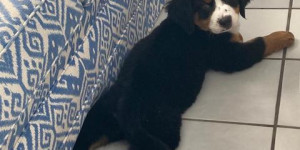 Beitragsbild des Blogbeitrags Lupo macht uns eine große Freude.