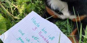 Beitragsbild des Blogbeitrags ….ganz alleine auf das Außenklo… 