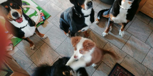 Beitragsbild des Blogbeitrags Nele, Zara, Josefine und Enkelhunde 