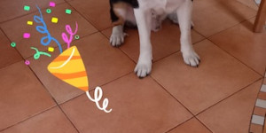 Beitragsbild des Blogbeitrags Wie schön wenn Geburtstage gefeiert werden 