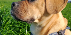 Beitragsbild des Blogbeitrags Zu Puggle Zoe kommt ein Zweithund Viby 