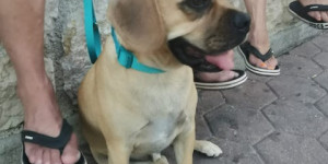 Beitragsbild des Blogbeitrags Leben mit einem Puggle ❣️