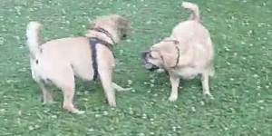 Beitragsbild des Blogbeitrags Wir hatten ein kleines Puggle – Familientreffen