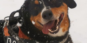 Beitragsbild des Blogbeitrags Dexter im Hundehimmel