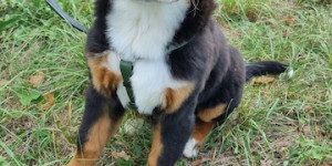 Beitragsbild des Blogbeitrags Lupo, wie groß werde ich?