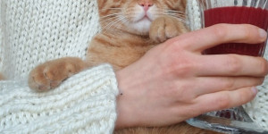 Beitragsbild des Blogbeitrags Was ist die seltenste Augenfarbe bei Katzen?